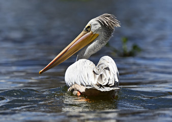 Pelican
