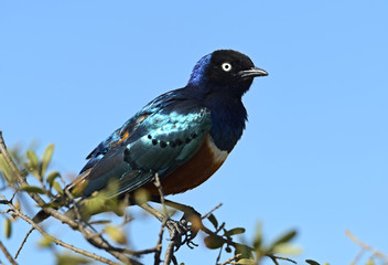 Colorful superb starling