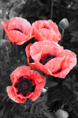 poppy