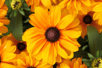 rudbeckia