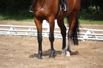 Close up of brown horse legs