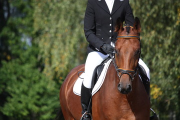 Bay sport horse portrait