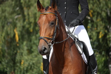 Bay sport horse portrait