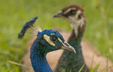 Obraz premium Royal bird - peacock