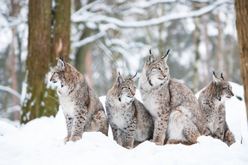 Fototapeta premium lynx family