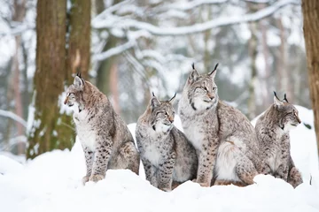 Peel and stick wall murals Lynx lynx family