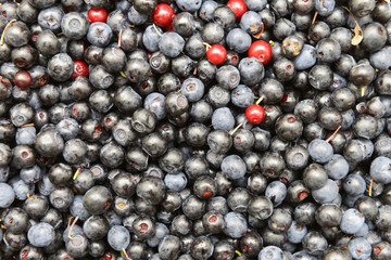 bilberry blueberry and cowberry background