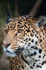 Naklejka premium jaguar