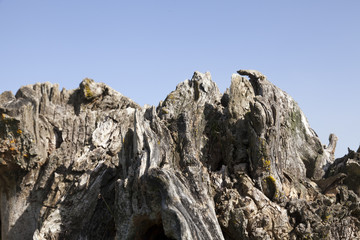 stump