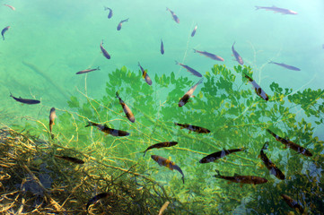 Obraz na płótnie Canvas Fish in the clear river