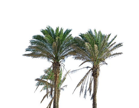 palm trees on white