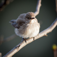 Muscicapa striata, Spotted Flycatcher
