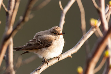 Muscicapa striata, Spotted Flycatcher