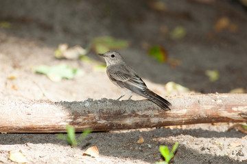 Muscicapa striata, Spotted Flycatcher