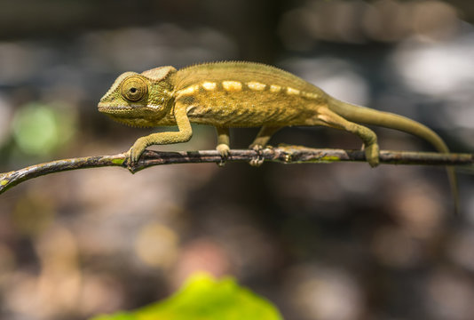 Colorful chameleon of Madagascar