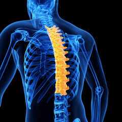 medical 3d illustration of the thoracic spine - obrazy, fototapety, plakaty