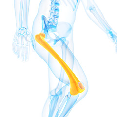 medical 3d illustration of the femur