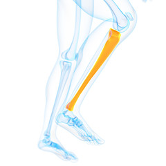 medical 3d illustration of the tibia