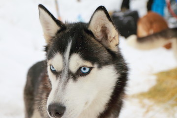 Husky portrait
