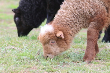 Grazing sheep (Ovis aries) in the spring pasture