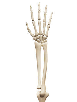 muscle anatomy - the arm bones
