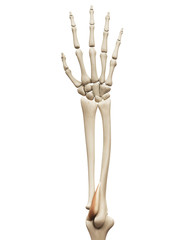 muscle anatomy - the anconeus