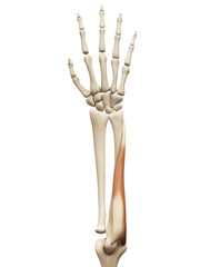 muscle anatomy - the flexor carpi ulnaris
