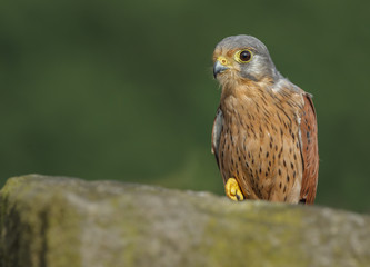 Common kestrel