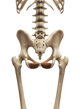 muscle anatomy - the iliococcygeus