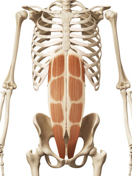 muscle anatomy - the rectus abdominis