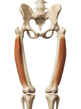 muscle anatomy - the vastus lateralis