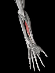 human muscle anatomy - flexor pollicis longus