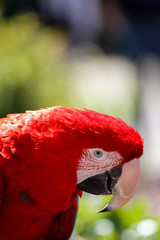 Red macaw parrot