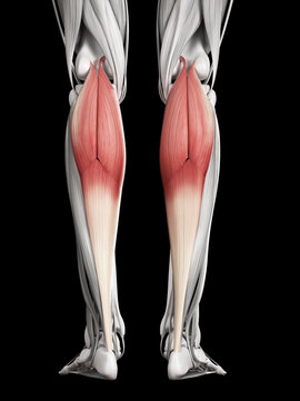 human muscle anatomy - gastrocnemius