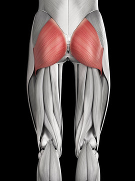 human muscle anatomy - gluteus maximus