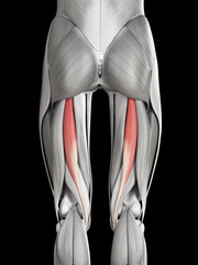 human muscle anatomy - semitendinosus