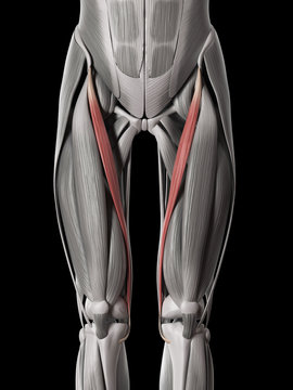 human muscle anatomy - sartorius