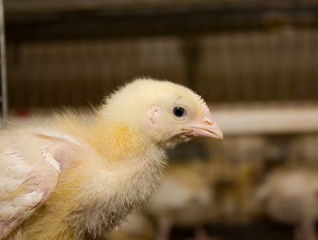 Chicken broilers. Poultry farm