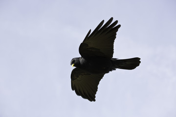 Flug einer Almdohle in den Bayrischen Alpen