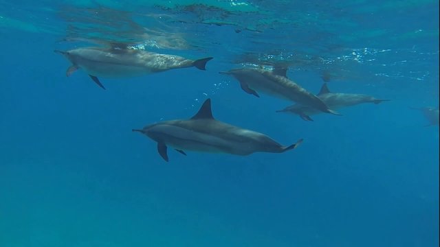 viele delfine ganz nah beim tauchen im roten meer