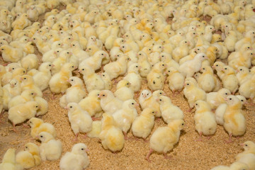Chicken broilers. Poultry farm