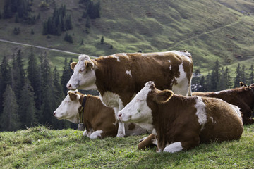 Fototapeta na wymiar Drei neugierige Kühe in den Bayrischen Alpen