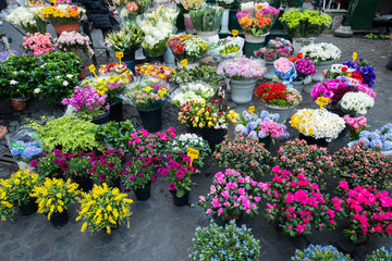 Street flower shop with colourful flowers