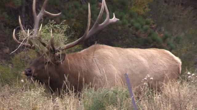 Bull Elk Bugling in Rut