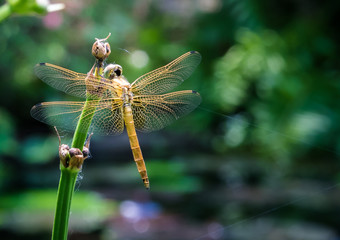 Dragonfly on plant