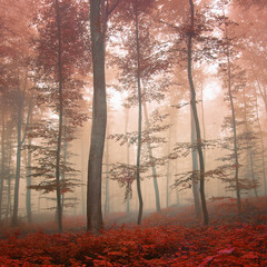 Fototapety  Fantazyjny jesienny las