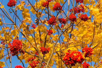 Rowan in autumn