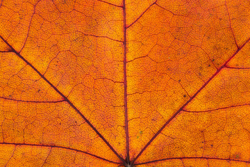 Naklejka na ściany i meble Close up of colorful autumnal maple leaf