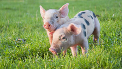 Two little pigs