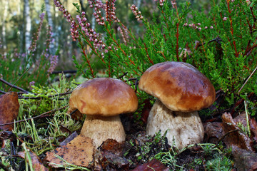 Two mushroom boletus edulis